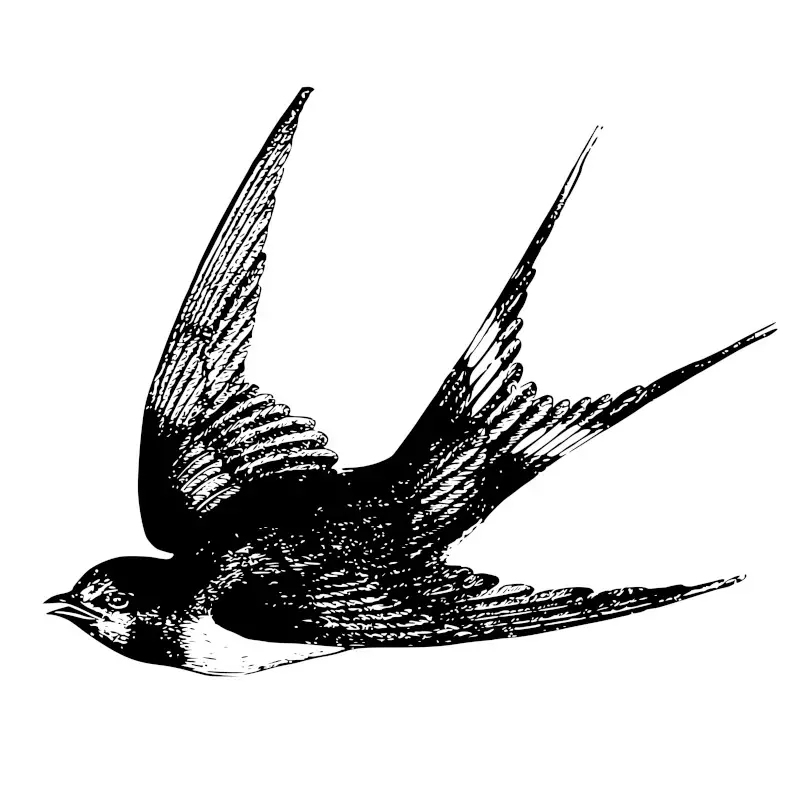 Swallow Bird Illustration